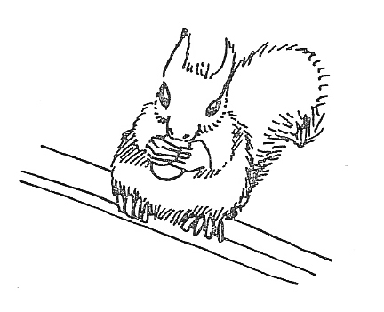 écureuil