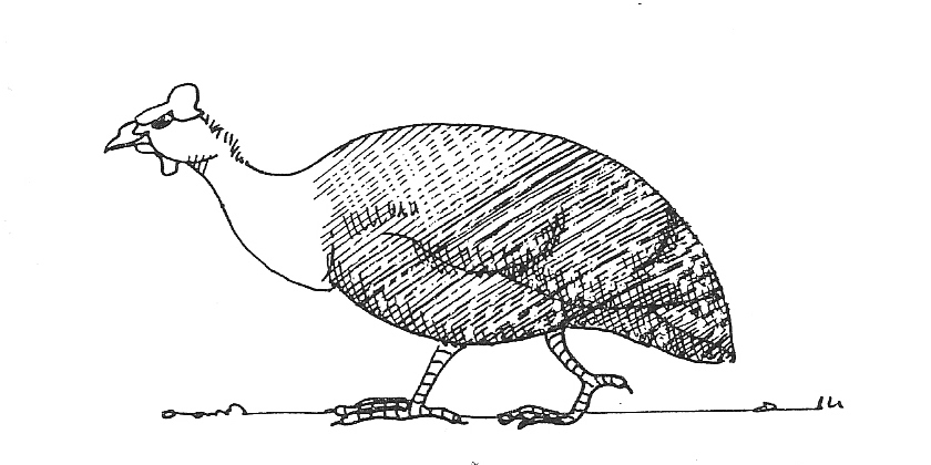 pintade