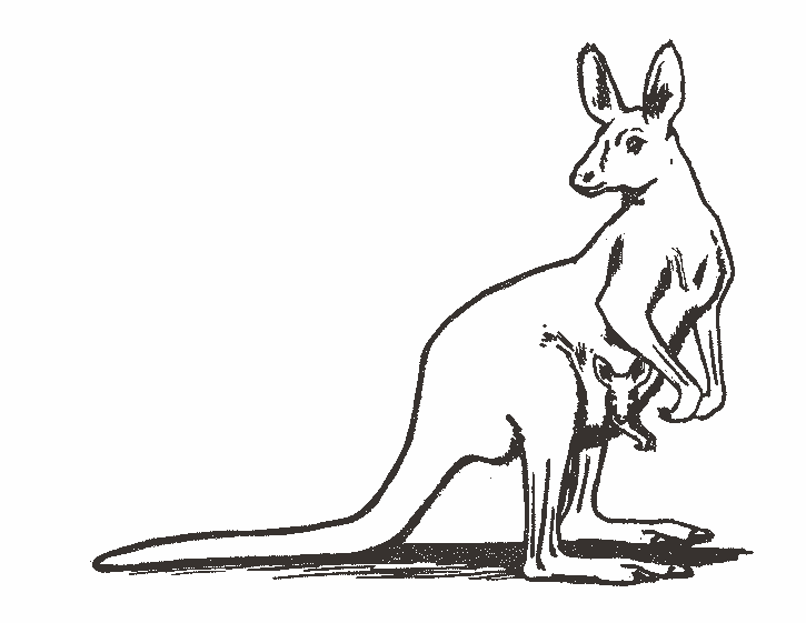 kangourou